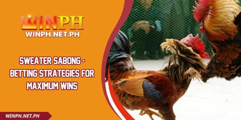 Sweater Sabong - Betting Strategies for Maximum Wins