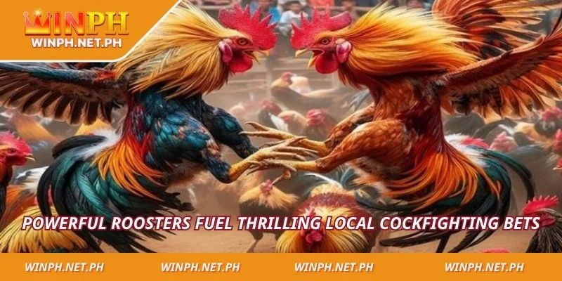 Powerful roosters fuel thrilling local cockfighting bets
