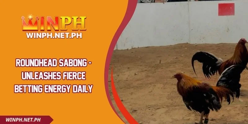Roundhead Sabong - Unleashes Fierce Betting Energy Daily